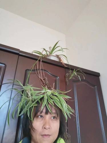 杨帆
